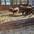 Kunekune piglets 3 thumbnail