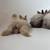 Angora Rabbits 2 thumbnail