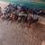 Thai chickens 3 thumbnail