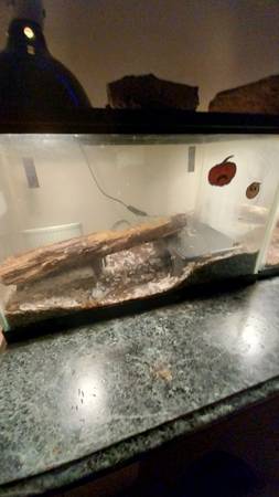 2 ball pythons (Olyphant)64579665994754122