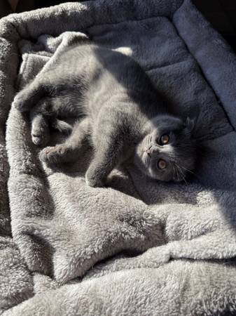 Scottish Fold/ Scottish Straight Kittens64281287002114120