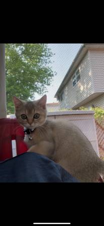 British Shorthair Kitten – 6 Months – Rehoming Fee63699050650625122