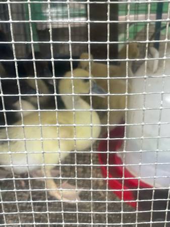 Patos Muscovy - $10 (Mount Pleasant)62975764607491121