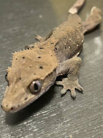 Gecko (Downey)63869929064577121