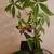 plants in vases 3 thumbnail