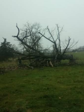 TREE REMOVAL/FIREWOOD SALES (Long Lane)64651296228482120