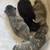 Half Ragdoll Kittens Take Home August 1 2 thumbnail