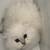 Sweet 8 weeks old scottish kitten looking for a loving home 3 thumbnail
