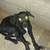 5 month old female Lab mix 1 thumbnail