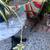 Spider Plant w/ Several Flowering Sprigs  in Blue and White Ceramic 8 thumbnail