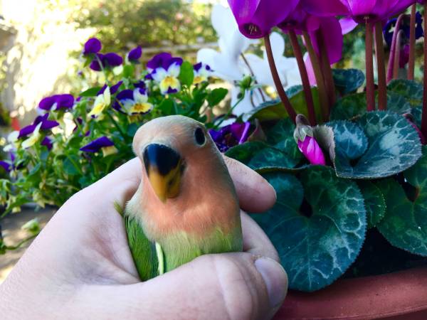 LOVEBIRDS PEACHFACE opaline LOVEBIRD lutino BIRDS PEACH FACE ROSE 1