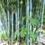 Blue bamboo plants-Bambusa chungii 2 thumbnail