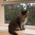 kitten 2 thumbnail