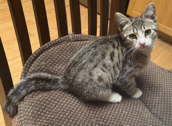 male kitten for rehoming 1