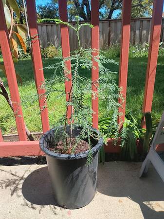 Plantas: Aloe grande, lilas, árboles de secuoya, suculentas y más... Barato - 2 $ (ciudad Redwood)63470081413761123