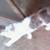 Teenage cats need homes 1 thumbnail