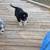 Aussie pups 2 thumbnail