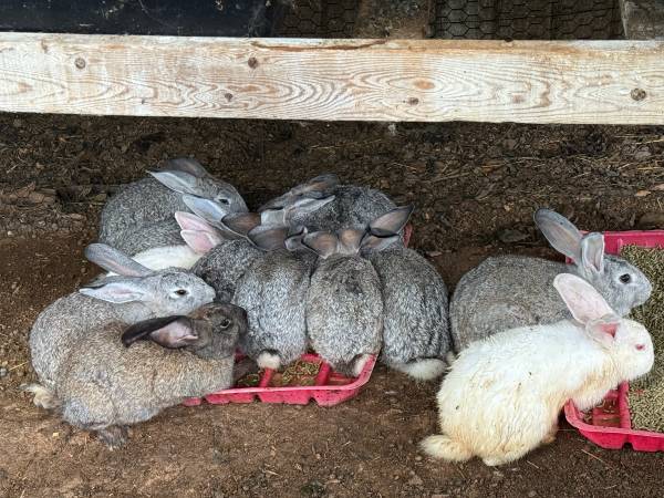 Rabbits 1