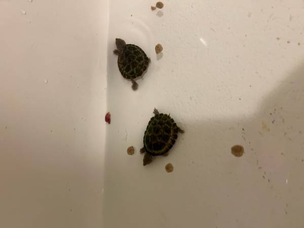 Baby turtles 1