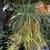 Beautiful, mature plants for sale - ficus benjamina, avacado, etc 10 thumbnail