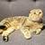 Scottish fold kittens 23 thumbnail