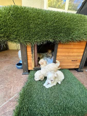 Cachorros maltés (burlingame)63874130212611121
