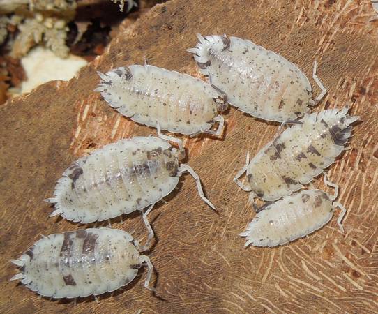 looking for dalmatian and orange dalmatian porcellio laevis isopods 1
