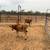 Roping calves 1 thumbnail