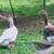 Geese 1 thumbnail