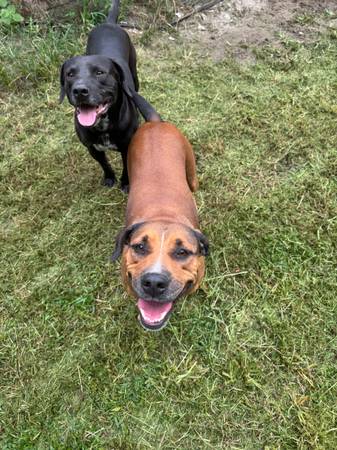 2 Dogs Need A Good Home (Rincon)64146955523843122