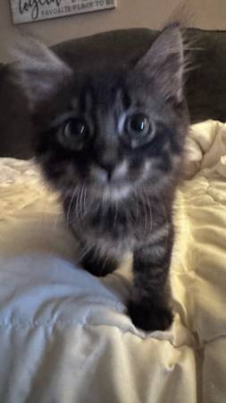 REHOMING 8 week old KITTENS!! In need of their furrrrever home (Bellflower)63893600723203121