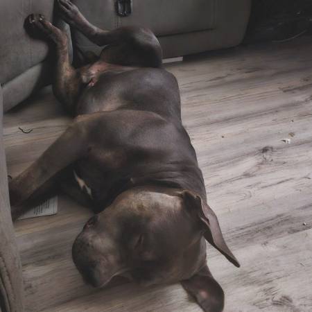 Bully Xl (Vacaville)63679359564035123