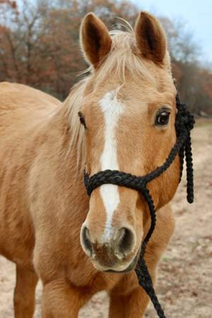 Safe, Kid-Trusted Palomino Quarter Horse 1