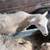 Ewes with Lambs 20 thumbnail