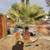 FREE PALM TREE 2 thumbnail