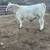 Charolais Bull 1 thumbnail