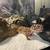 Leopard geckos 5 thumbnail