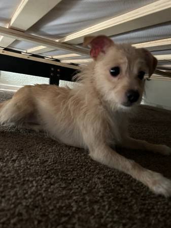 looking for home (hayward / castro valley)63861571678339122