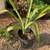 PLANTS / TREES 16 thumbnail