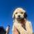Golden doodle 2 thumbnail