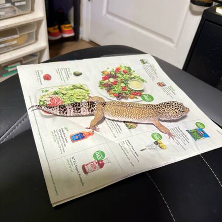 Leopard gecko (Covington)63881507681025121
