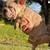 French bulldog big rope 2 thumbnail