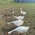 Geese 3 thumbnail