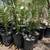Beautiful Lush Oleander 4 thumbnail