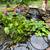 Large koi fish and plants 4 thumbnail