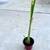 Well Rooted Lemon Grass in Pot, with new growth 2 thumbnail