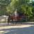 Versatile Warmblood Gelding for Sale 10 thumbnail