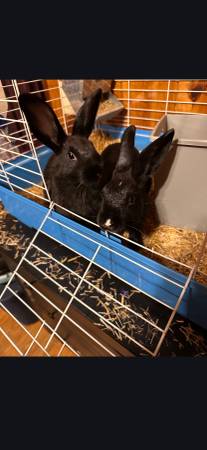 Bunnies free 1