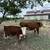 Cows calf heifer Vacas becerro becerra 10 thumbnail