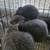 rare Silver Fox rabbits 6 thumbnail